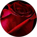 ROSE RAICHEL profile picture